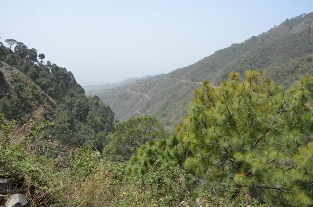 Safarmaina Resort Kasauli Eksteriør bilde